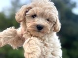 Maltipoo Dişi
