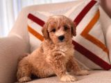 Üst Kali̇te Malti̇poo Bebekler