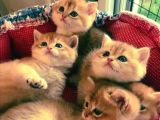 SAFKAN GOLDEN BEBEKLER TOP KAFA