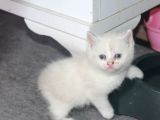 Çok Özel British Bluepointler