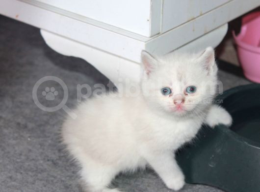 Çok Özel British Bluepointler görsel