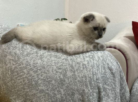 Scottish Fold Blue Point görsel