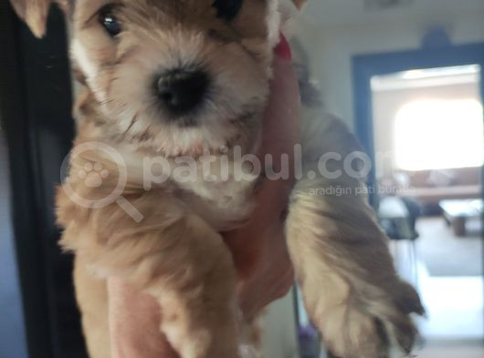 Morkie Bebekler görsel