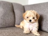 Kore Teacup Maltipoo Disi Yavrularım
