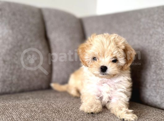Kore Teacup Maltipoo Disi Yavrularım görsel