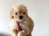 Kore Teacup Maltipoo Disi Yavrularım