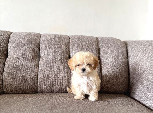 Kore Teacup Maltipoo Disi Yavrularım görsel