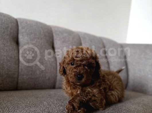 Dişi Ve Erkek Kore Kan Poodle Yavrularımız görsel