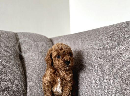 Dişi Ve Erkek Kore Kan Poodle Yavrularımız görsel
