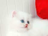 British Longhair kar beyaz ve silver prensesler