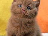 En Güzel Chocolate British Shorthair