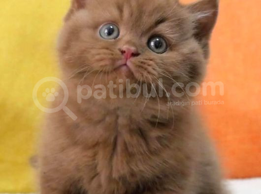 En Güzel Chocolate British Shorthair görsel