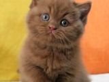 En Güzel Chocolate British Shorthair