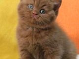 En Güzel Chocolate British Shorthair