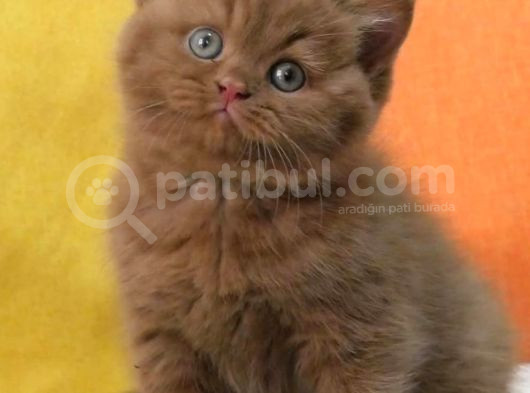 En Güzel Chocolate British Shorthair görsel