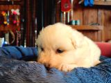 Bembeyaz Güzellik Safkan Samoyed Yavrusu