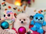 Şecereli Teacup Pomeranian Yavrularımız
