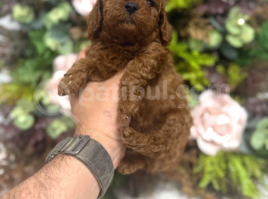 Redbrown Kilo Irk Sağlık Garantili Kore Poodle Bebekler görsel