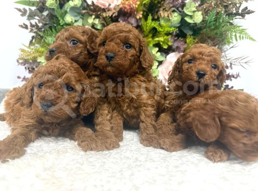 Redbrown Kilo Irk Sağlık Garantili Kore Poodle Bebekler görsel