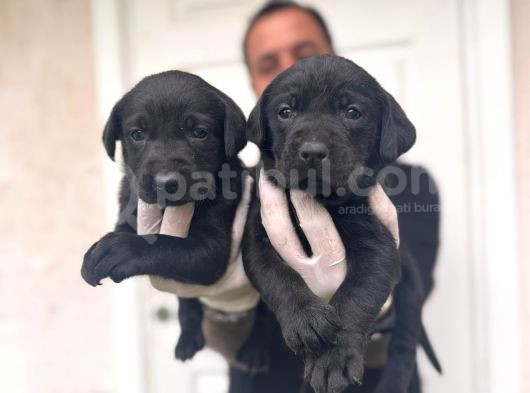 Gecenin Incileri Siyah Labrador Retriever A Kalite görsel