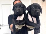Gecenin Incileri Siyah Labrador Retriever A Kalite