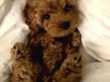 Kore Malti̇poo Yavrularimiz