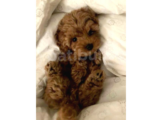 Kore Malti̇poo Yavrularimiz görsel