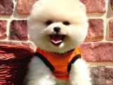 Pomerani̇an Teddy Bear Yavrularimiz