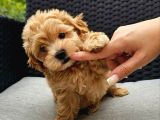 KORE MALTİPOO YAVRULARIMIZ