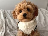 Kore Malti̇poo Yavrularimiz