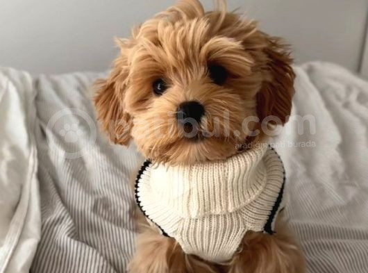 Kore Malti̇poo Yavrularimiz görsel