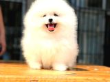 Pomerani̇an Boo-Spi̇tz Yavrularimiz Hazirdir