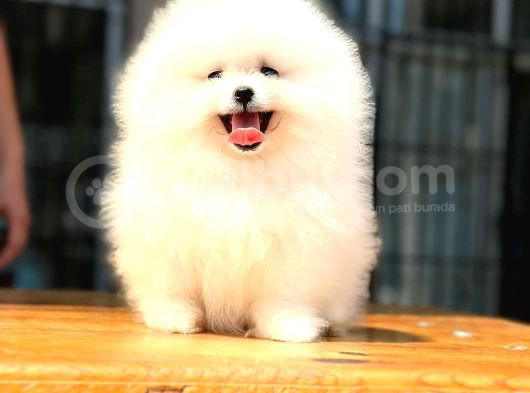 Pomerani̇an Boo-Spi̇tz Yavrularimiz Hazirdir görsel