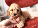 Maltipoo Bebeğim