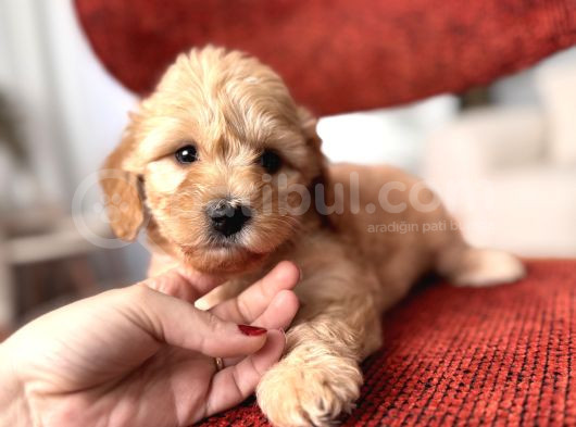 Maltipoo Bebeğim görsel
