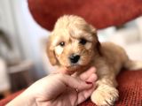 Maltipoo Bebeğim