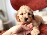Maltipoo Bebeğim