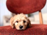 Maltipoo Bebeğim