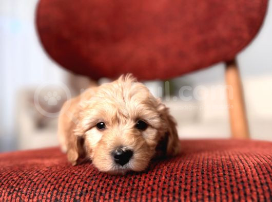 Maltipoo Bebeğim görsel
