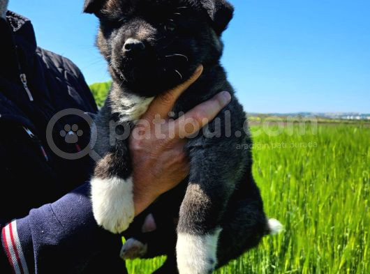 Ameri̇kan Aki̇ta Yavrularimiz Yeni̇ Sahi̇bi̇ni̇ Ariyor görsel