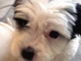2 Aylık Dişi Maltipoo Yavrumuz Sevgi Dolu Yuvayı Bekliyor