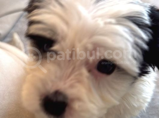 2 Aylık Dişi Maltipoo Yavrumuz Sevgi Dolu Yuvayı Bekliyor görsel