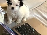 2 Aylık Dişi Maltipoo Yavrumuz Sevgi Dolu Yuvayı Bekliyor