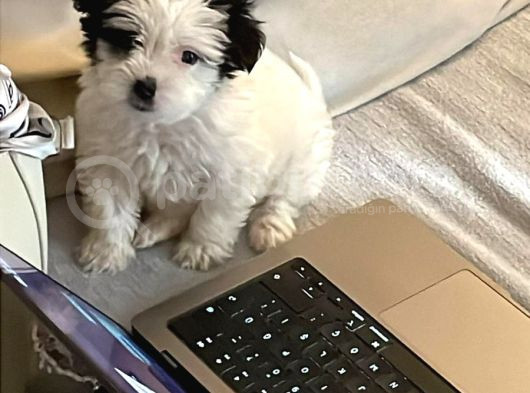 2 Aylık Dişi Maltipoo Yavrumuz Sevgi Dolu Yuvayı Bekliyor görsel