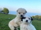 2 Aylık Dişi Maltipoo Yavrumuz Sevgi Dolu Yuvayı Bekliyor