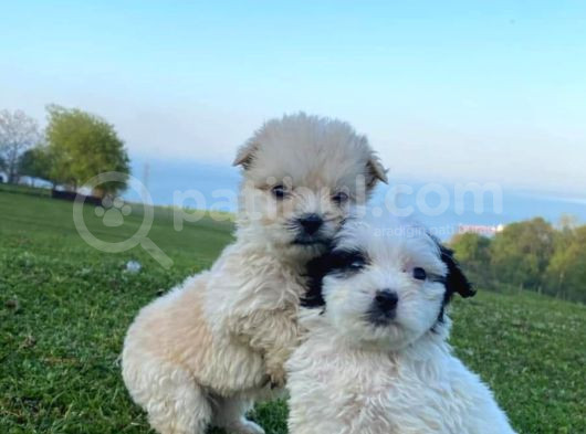 2 Aylık Dişi Maltipoo Yavrumuz Sevgi Dolu Yuvayı Bekliyor görsel