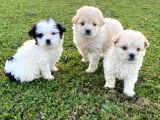 2 Aylık Dişi Maltipoo Yavrumuz Sevgi Dolu Yuvayı Bekliyor