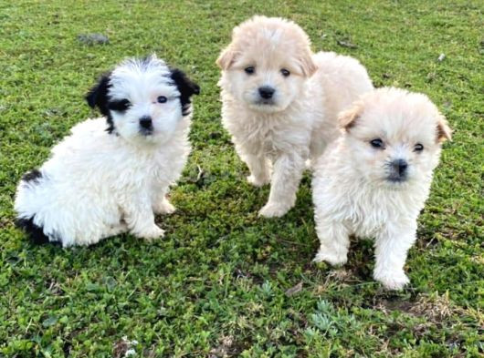 2 Aylık Dişi Maltipoo Yavrumuz Sevgi Dolu Yuvayı Bekliyor görsel