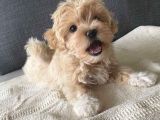 Kore Malti̇poo Yavrularimiz