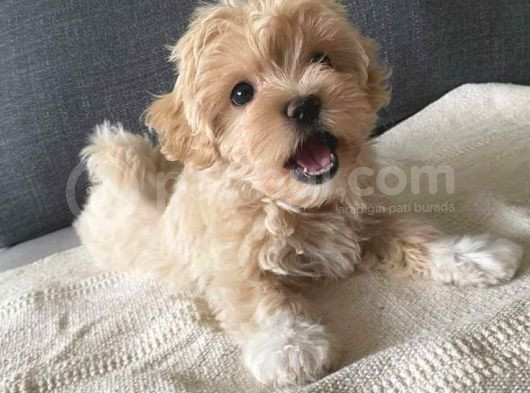 Kore Malti̇poo Yavrularimiz görsel